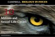Biology in Focus - Chapter 10