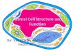 Animal cell structure and function   copy