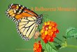 A bolboreta monarca