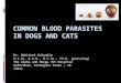 Common blood parasites in dogs