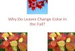 Why do-leaves-change-color-in-the-fall
