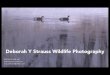 Deborah Y. Strauss DVM: Wildlife Photography