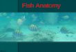 Fish anatomy and physilogy