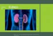 Lesson 16 kidneys