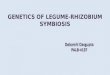 Genetics Of Legume Rhizobium Symbiosis