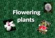 Flowering plants   wiki