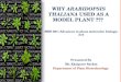 Why arabidopsis is a model plant