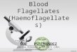 Blood flagellates-haemoflagellates