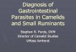 Diagnosis of Intestinal Parasites in Alpacas