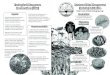 Restore Ubin Mangroves (R.U.M.) Initiative pamphlet (English)
