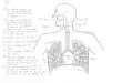 Respiratory system diagram   student work (coaching)