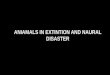 Animals in extintion and natural disaster