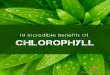 10 Incredible Benefits Of Chlorophyll