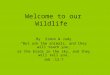 Welcome to Wildlife