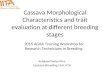 Cassava Morphological Characteristics and trait evaluation at different breeding stages