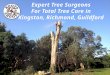 Expert Tree Surgeons for Total Tree Care Services