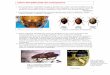 Clave para identificar insectos coleoptera