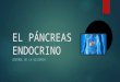2º m  el páncreas endocrino