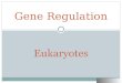 Gene regulation   eukaryotes