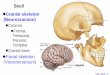 Skull Cranial skeleton (Neurocranium) Facial skeleton 