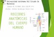 Regiones anatómicas del cuerpo humano