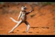 Best Shots from the Comedy Wildlife Photography Awards