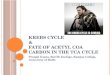 Krebs cycle and fate of Acetyl CoA carbon, Cellular Respiration, Metabolism, Biochemistry