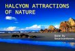 Halcyon Attractions Of Nature