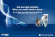 Cat and dog nutrition - what you really need to know
