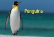 penguins and   different types of penguins and pelicans