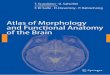Atlas of morphology and functional anatomy of the brain