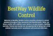 Best way wildlife control   copy