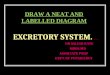 DRAW A NEAT DIAGRAM - EXCRETARY SYSTEM