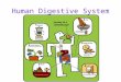 11. Human Digestive System - E-Learning