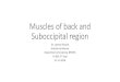 Suboccipital region and muscles of back