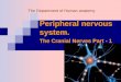 Anatomy 18.1-Peripheral-nervous-system cranial-nerves
