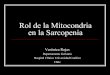 Rol de la Mitocondria en la Sarcopenia. Verónica Rojas