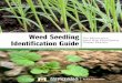 Weed Seedling Identification Guide