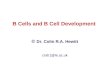 B cell development & function PPT