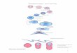 Development of organs – general embriology