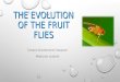 Evolution of fruit flies