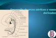 Desarrollo de arcos aórticos y vasos derivados