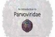 An introduction to Parvoviridae