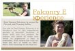 Falconry experiences