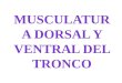 Musculatura dorsal y ventral del tronco