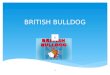 British bulldog