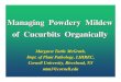 Managing Powdery Mildew of Cucurbits Organically