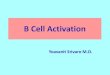 B cell activations