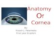 Anatomy Of  Cornea