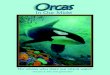 Orcas In Our Midst